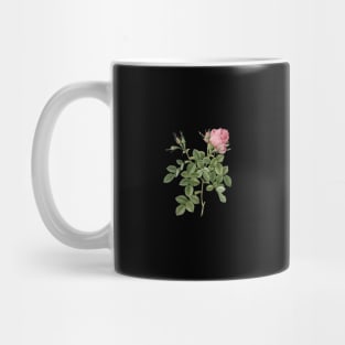 Vintage Dwarf Damask Rose Botanical Illustration Mug